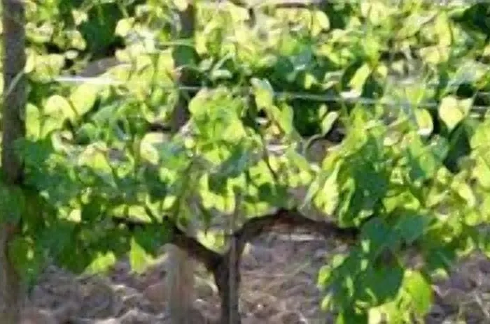 호텔 El Lagar De Isilla